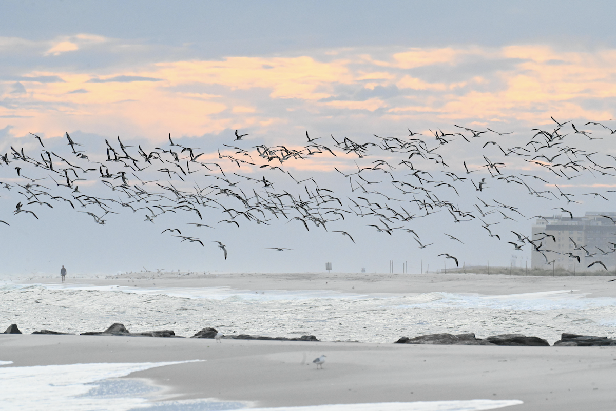 Black Skimmer - ML642718082