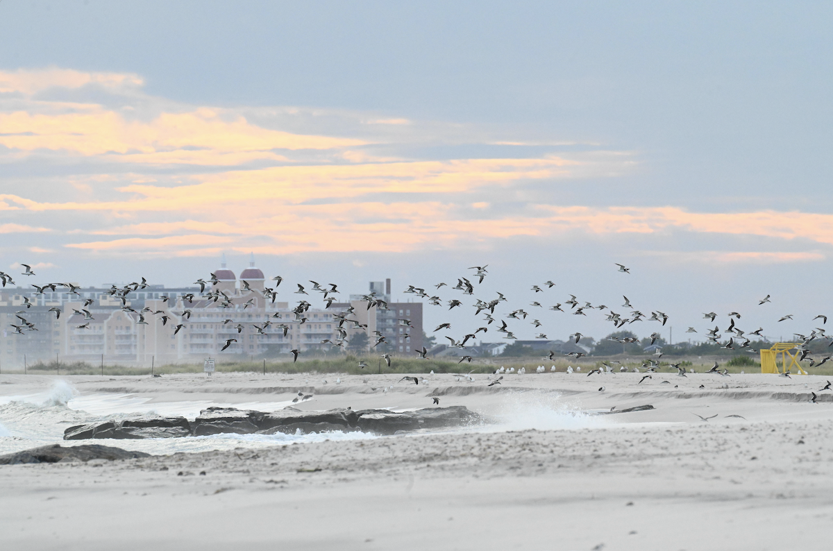 Black Skimmer - ML642718083