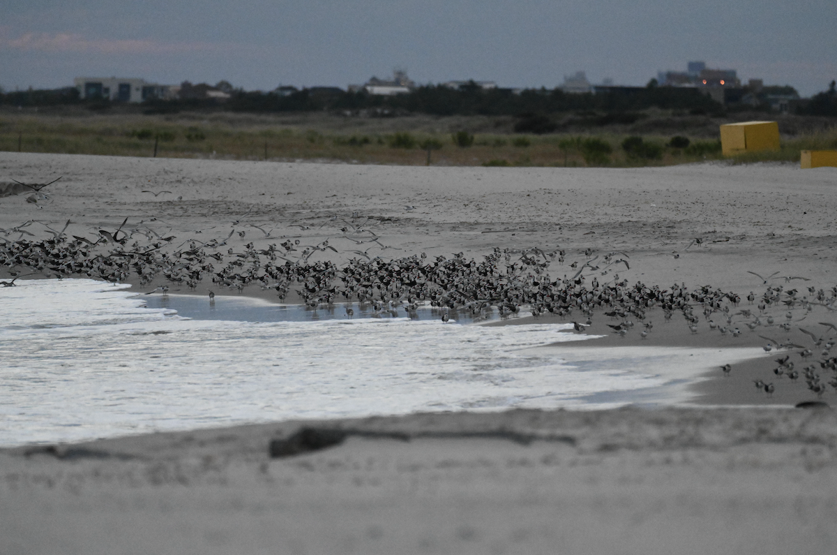 Black Skimmer - ML642718086