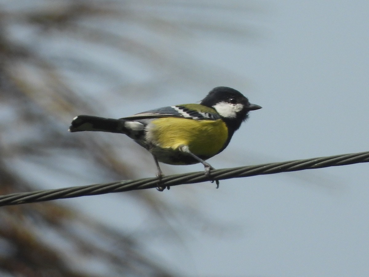 Green-backed Tit - ML642718088