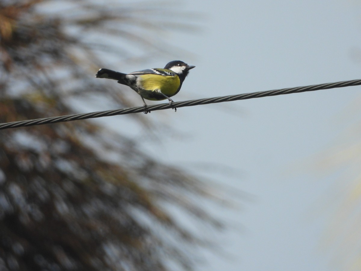Green-backed Tit - ML642718090