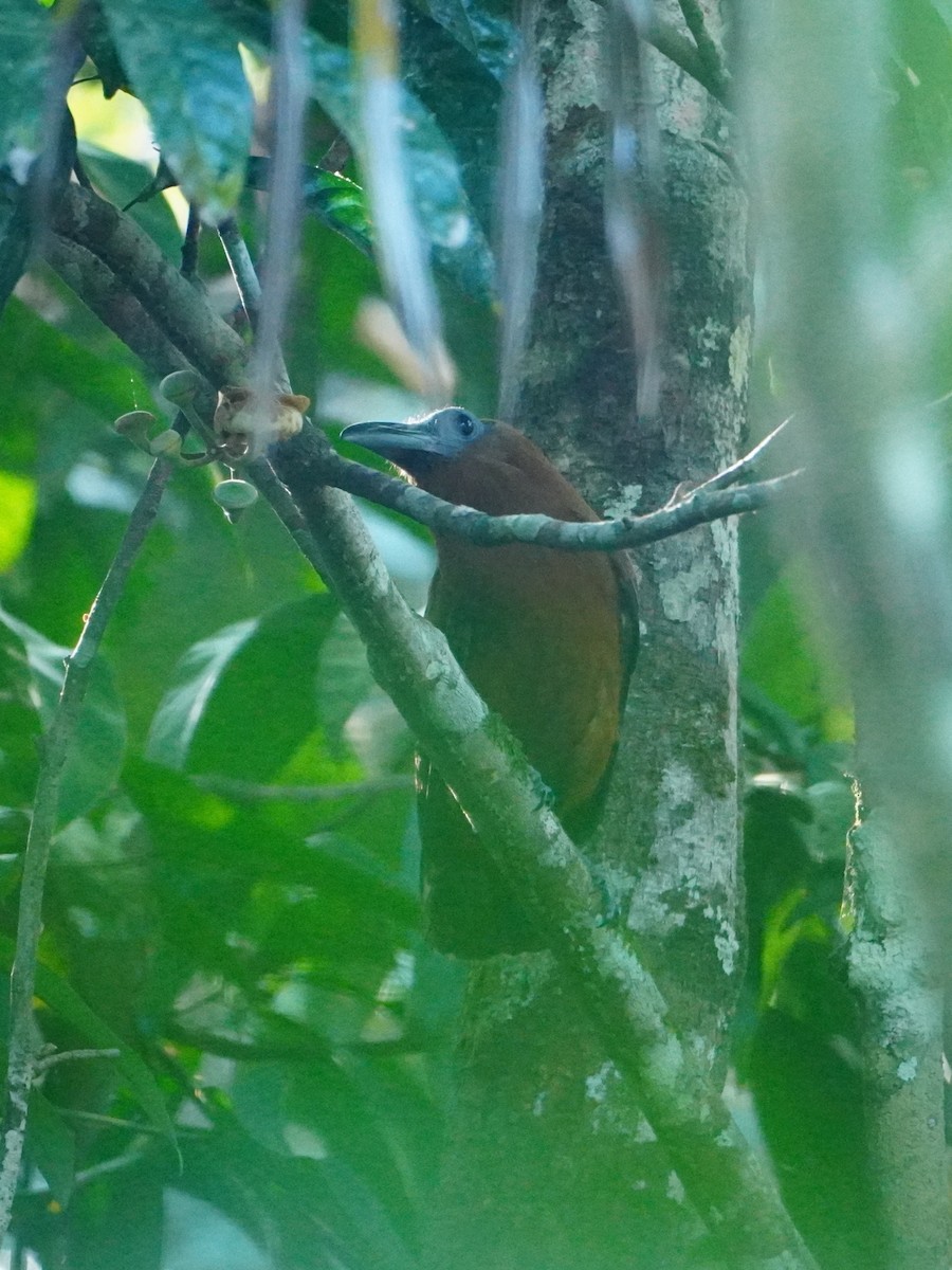 Capuchinbird - ML642718093