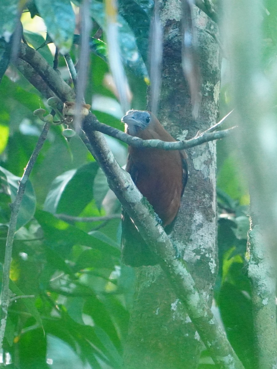 Capuchinbird - ML642718094