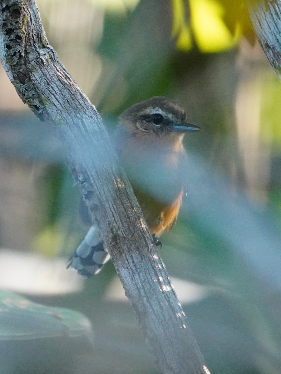 Southern White-fringed Antwren - ML642718109