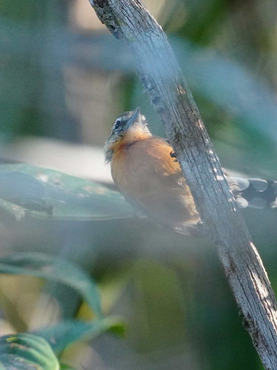 Southern White-fringed Antwren - ML642718110
