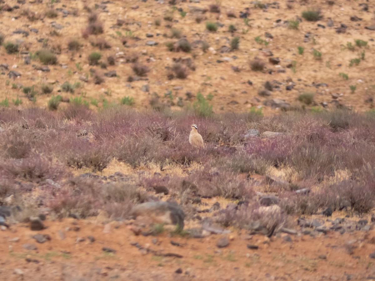 Cream-colored Courser - ML642718117