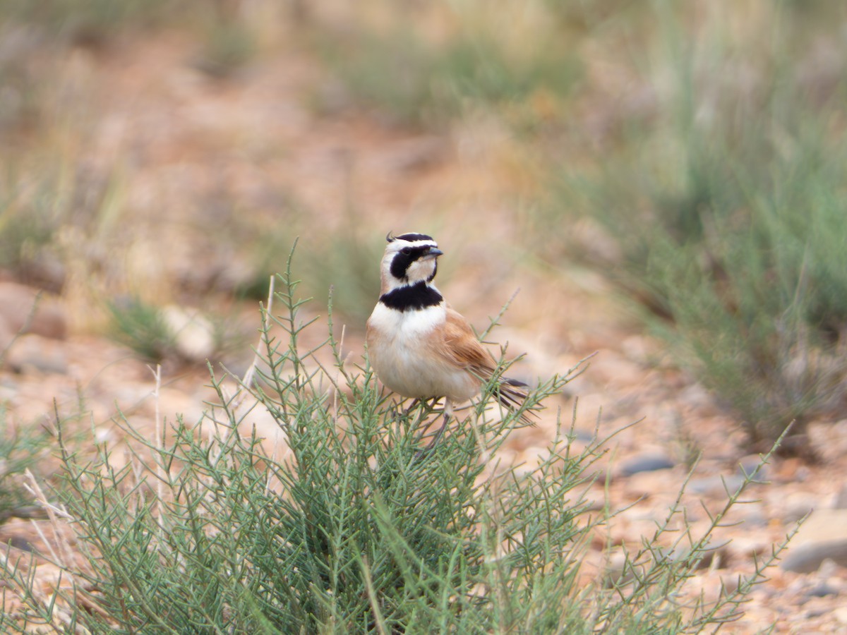 Temminck's Lark - ML642718131