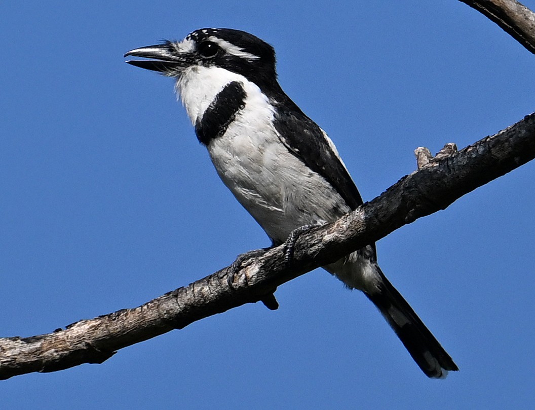 Pied Puffbird - ML642718189