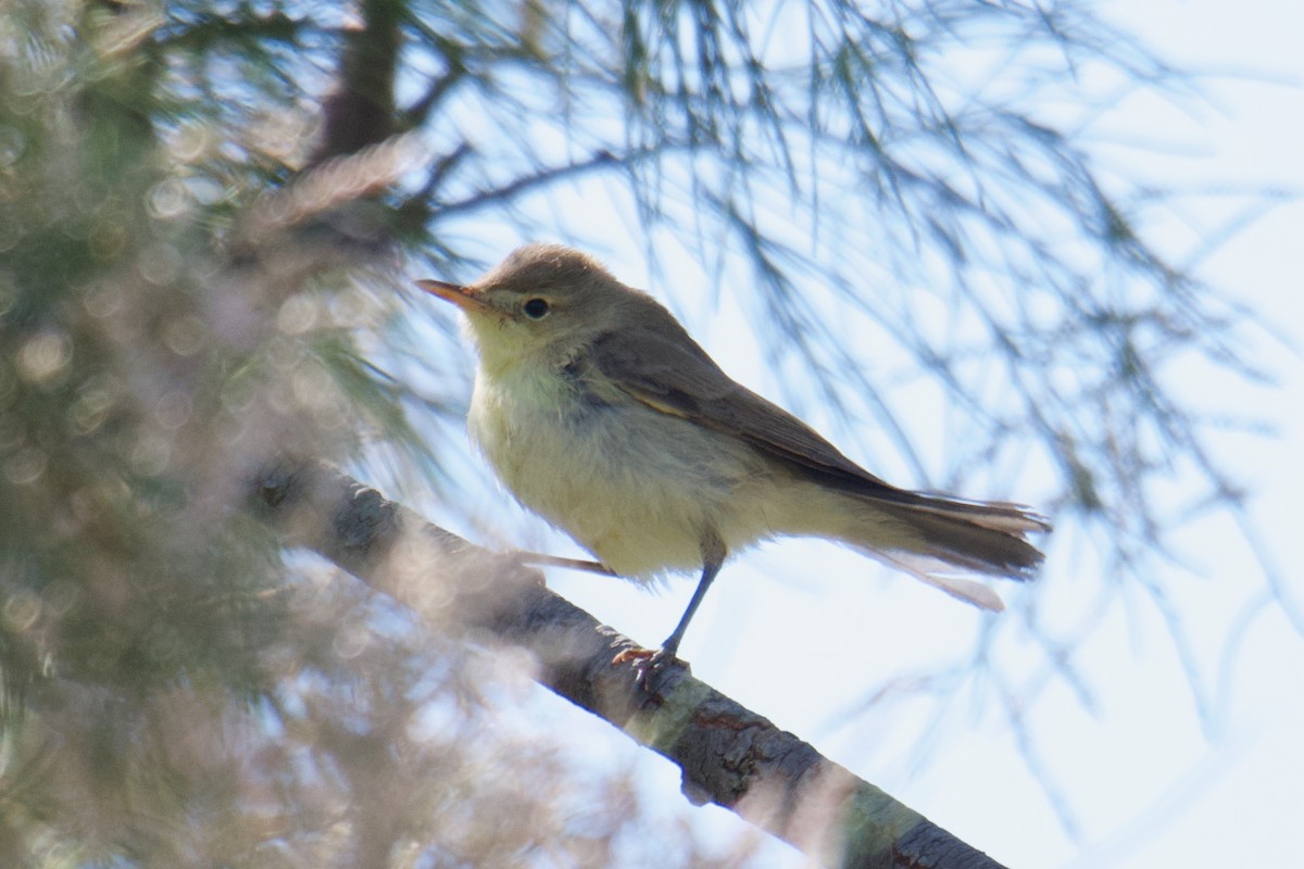 Melodious Warbler - ML642718197