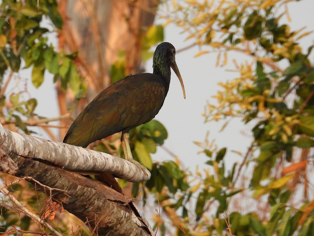 Green Ibis - ML642718199