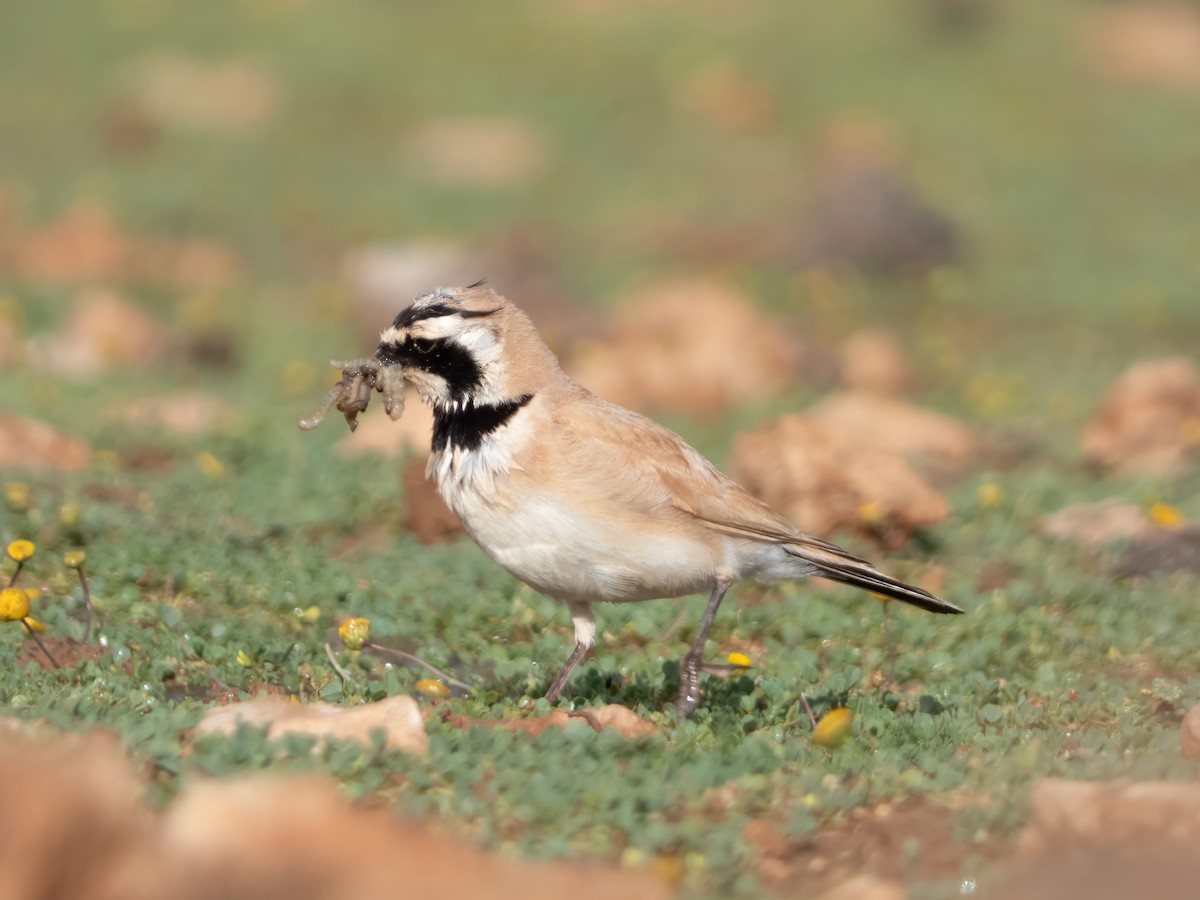 Temminck's Lark - ML642718230