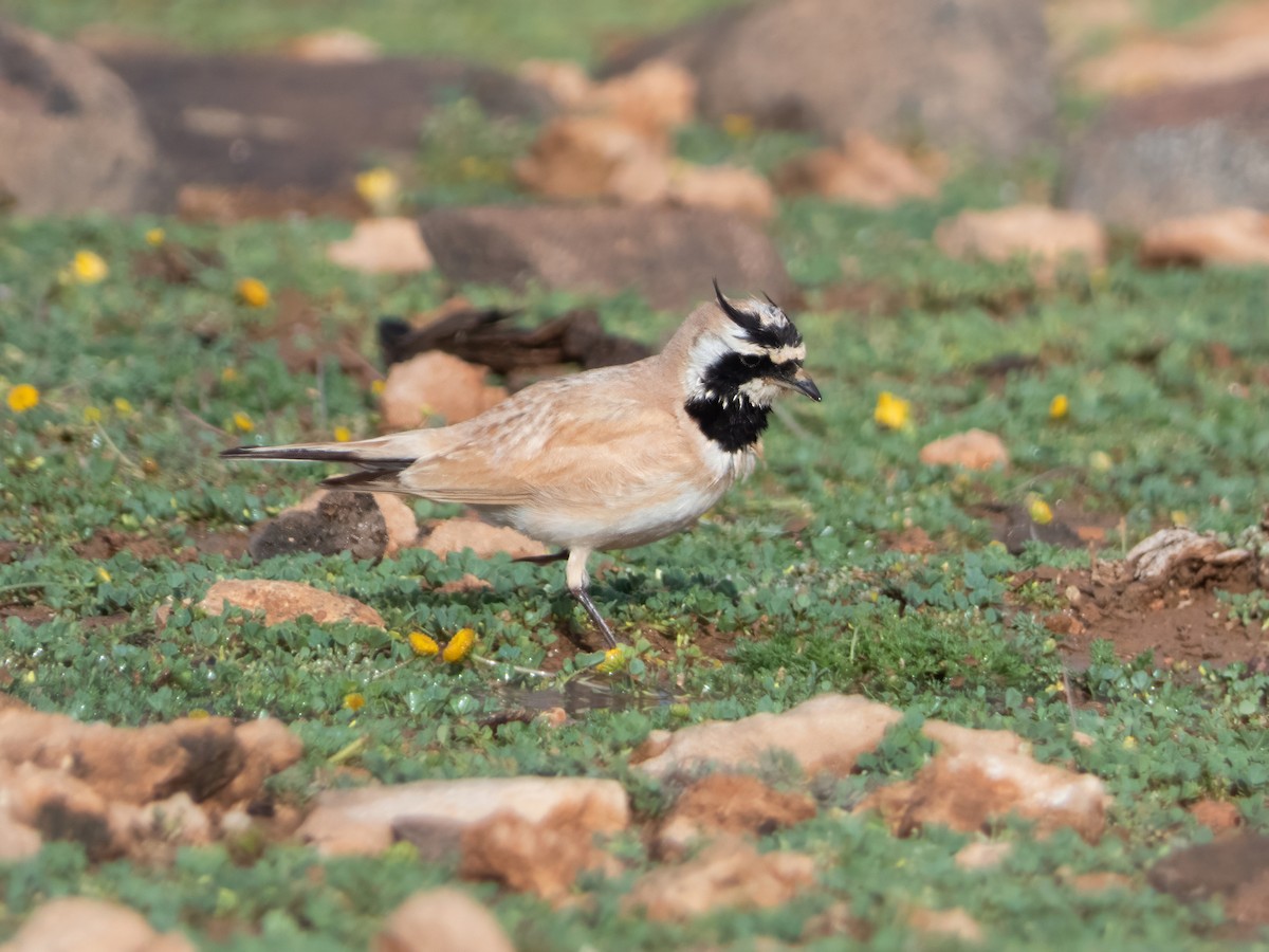 Temminck's Lark - ML642718232