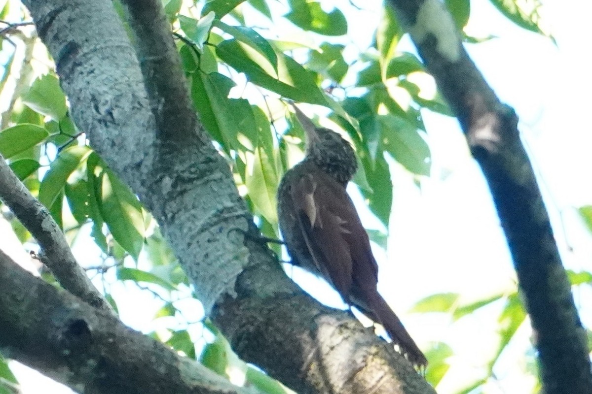 Straight-billed Woodcreeper - ML642718240