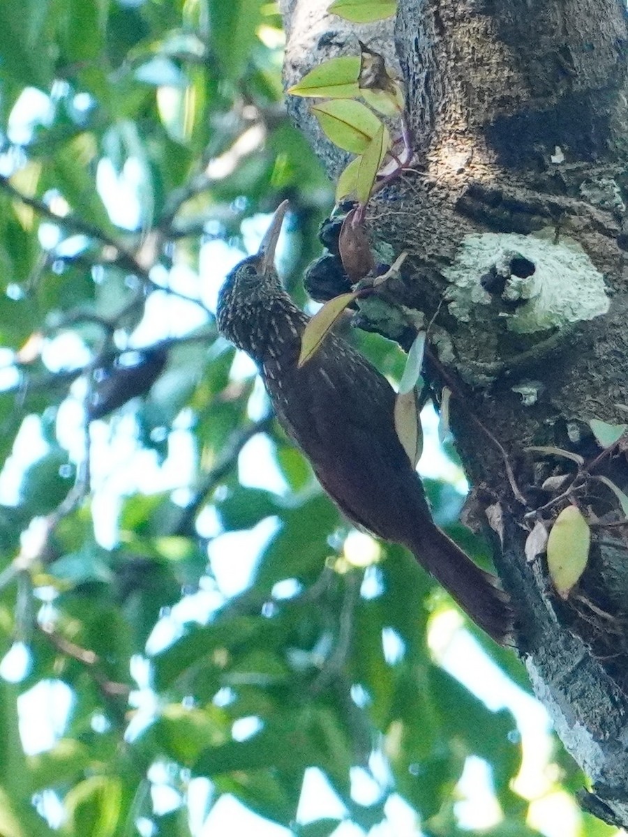 Straight-billed Woodcreeper - ML642718241