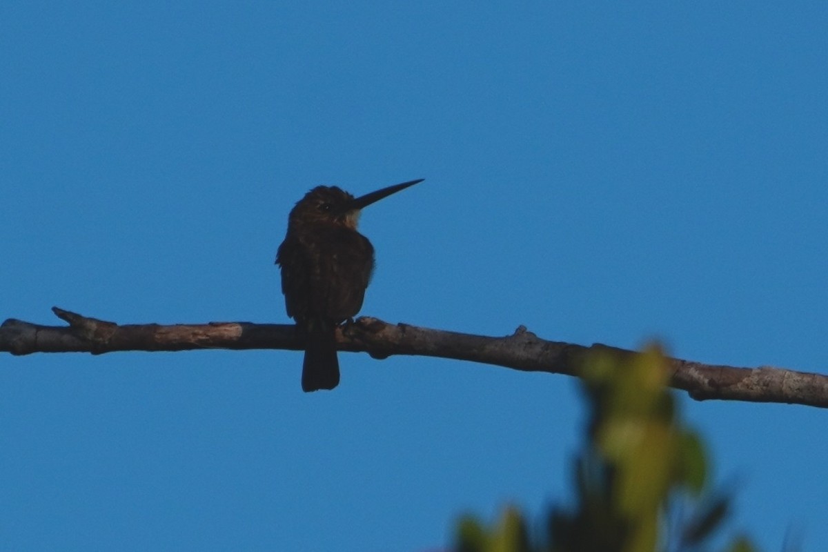 Brown Jacamar - ML642718247