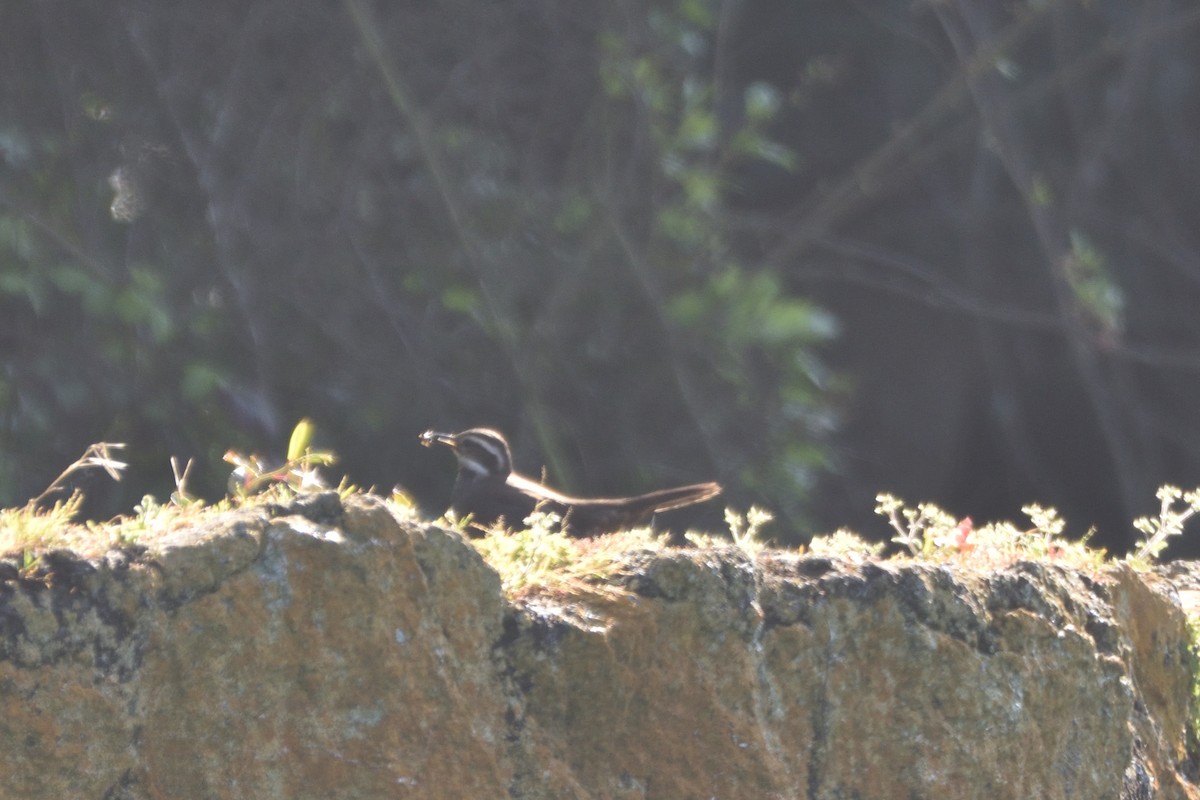 Dark-bellied Cinclodes - ML642718253
