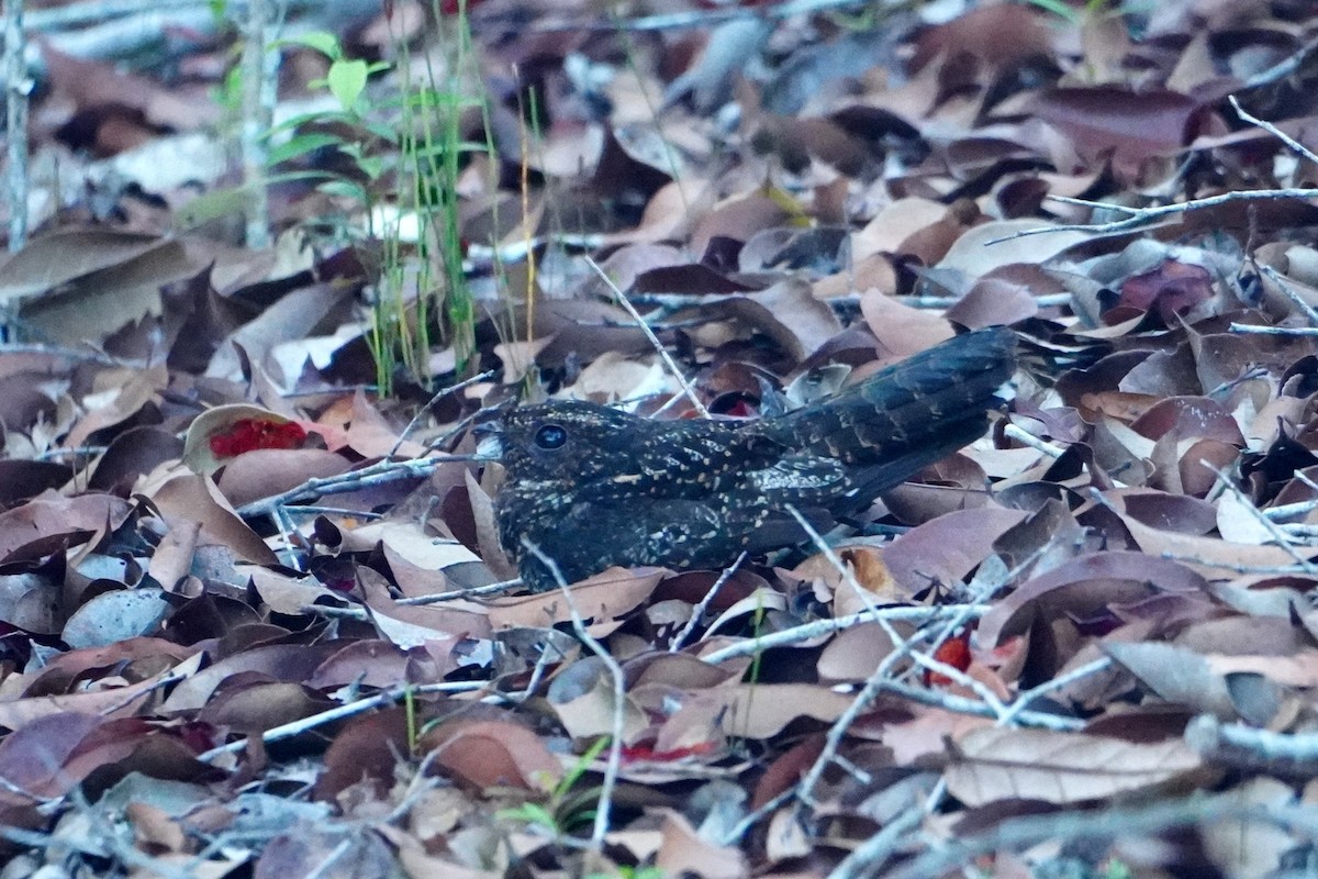 sotnattravn - ML642718254