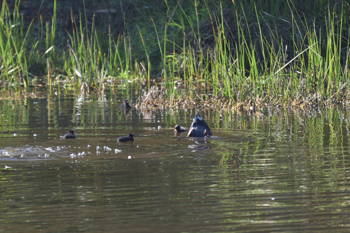 Red-gartered Coot - ML642718259