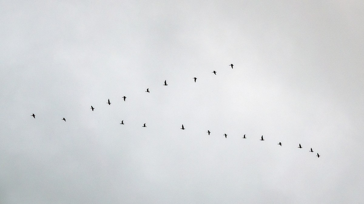 Pink-footed Goose - ML642718279