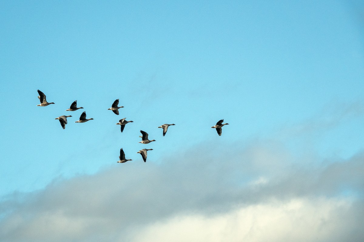 Pink-footed Goose - ML642718280