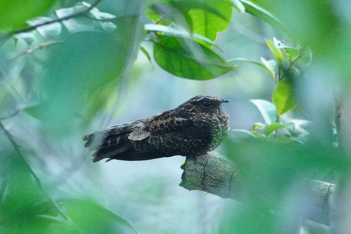 sotnattravn - ML642718281