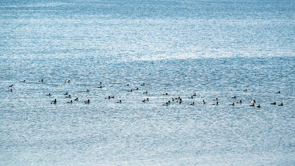 Greater Scaup - ML642718293