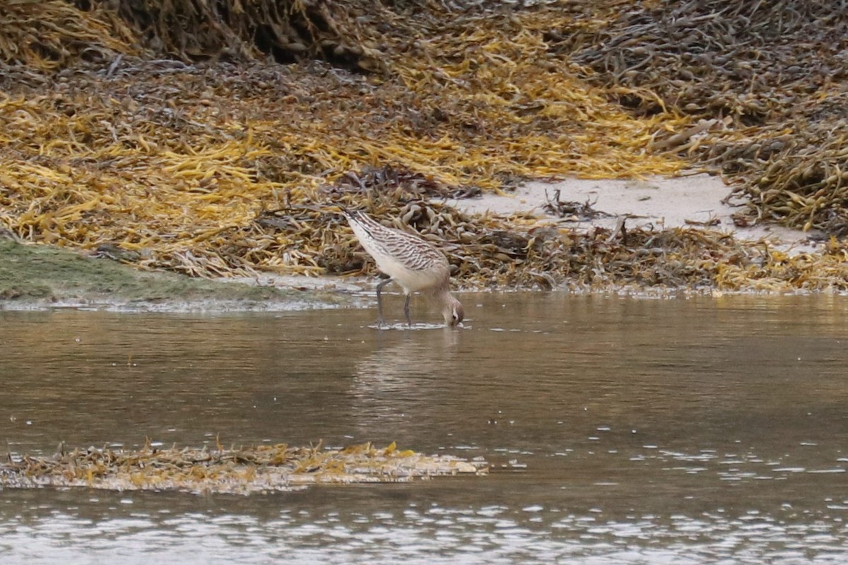 Хурган цууцал - ML642718301
