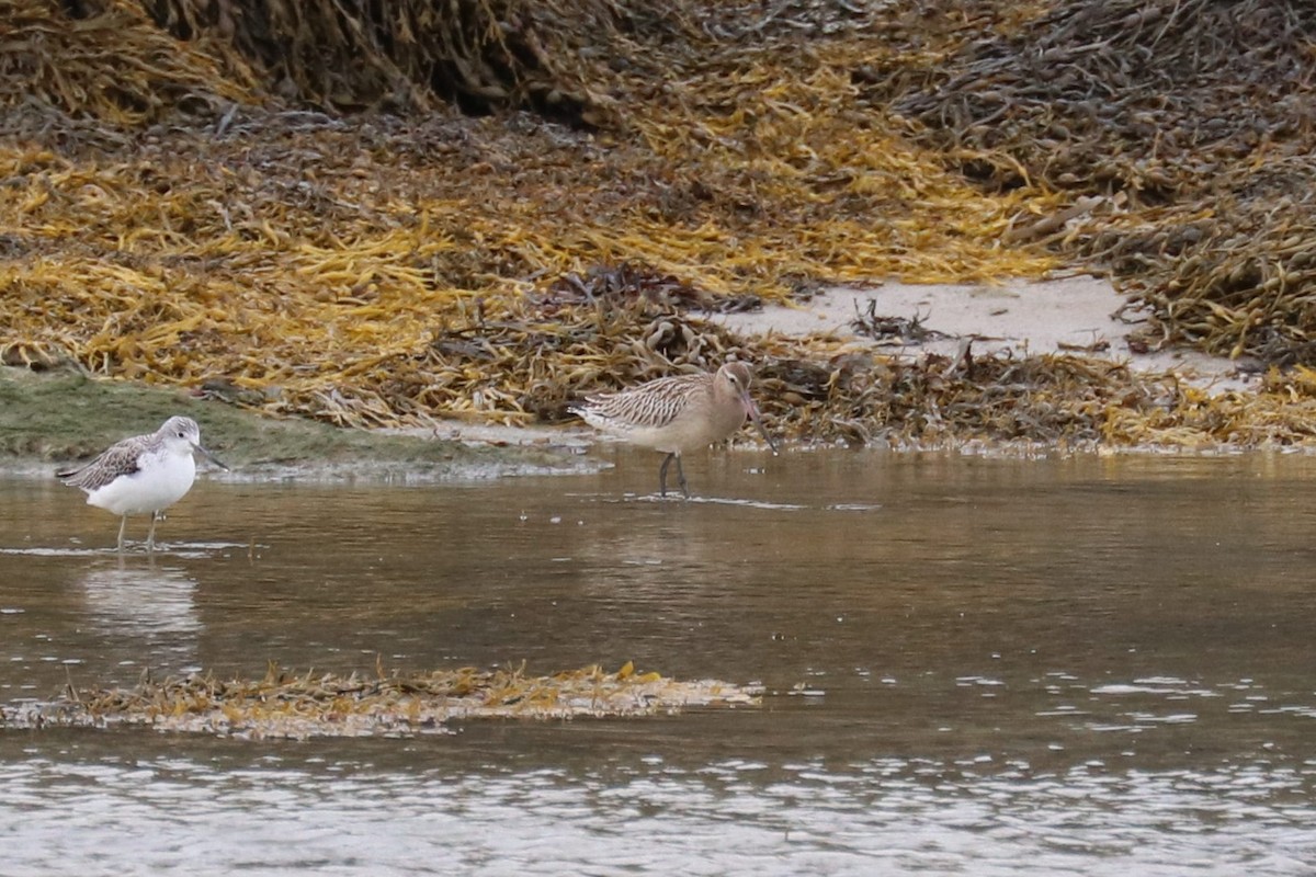 Хурган цууцал - ML642718302