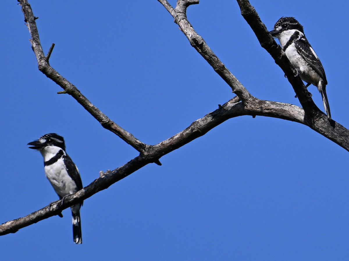 Pied Puffbird - ML642718311