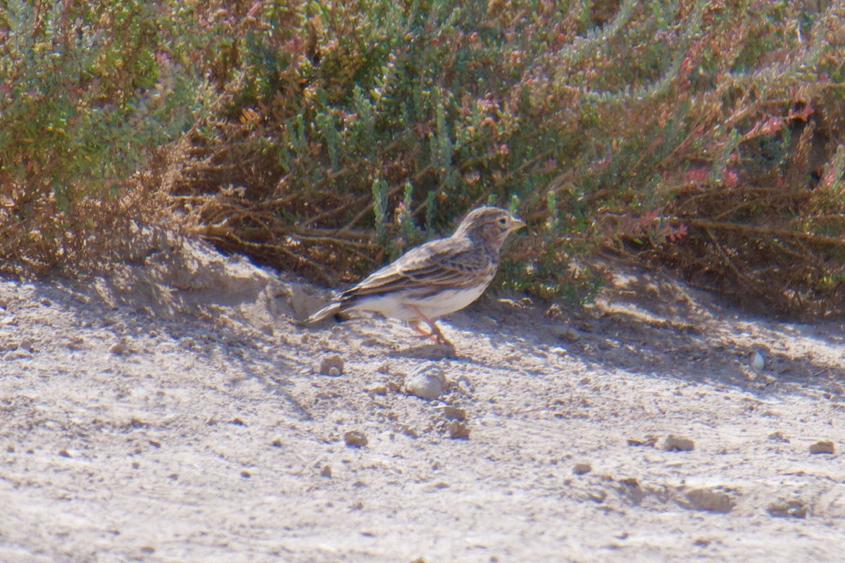 Çorak Toygarı - ML642718318