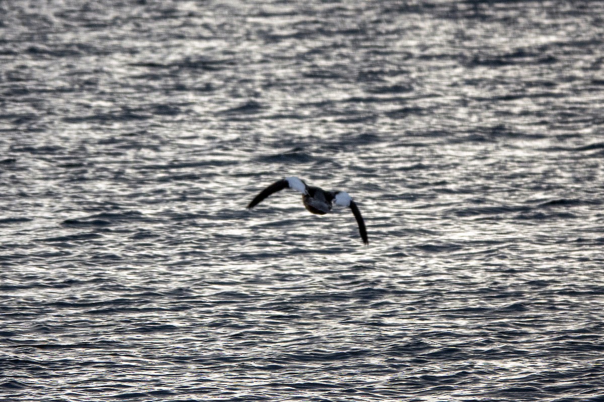 Red-breasted Merganser - ML642718332