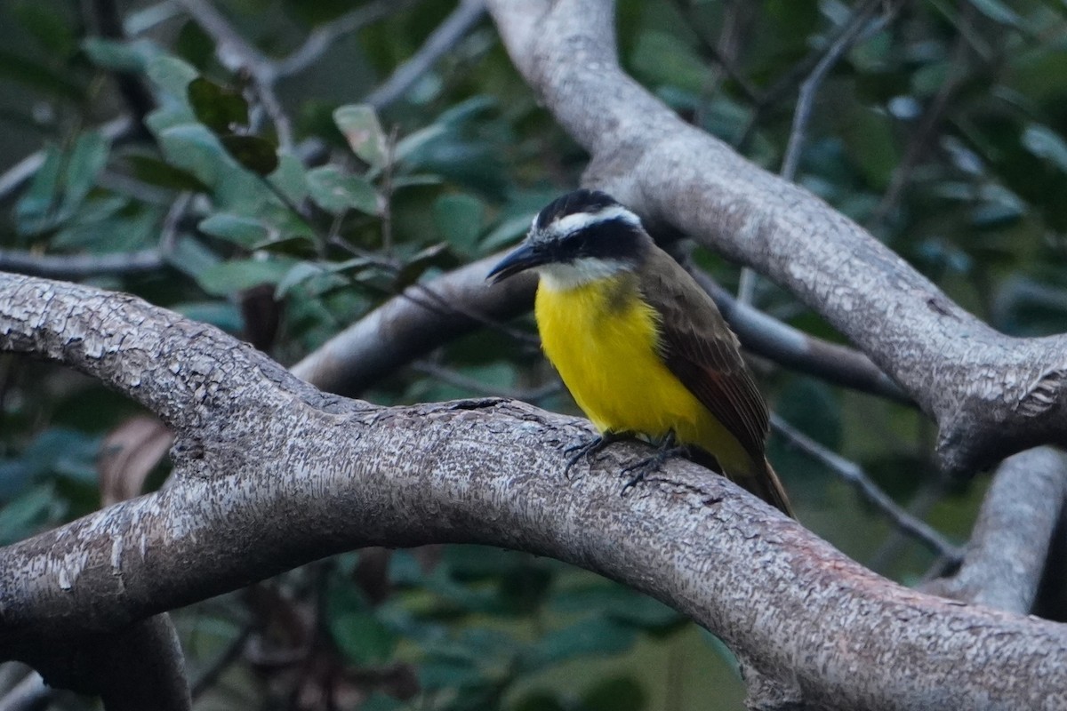 Lesser Kiskadee - ML642718378