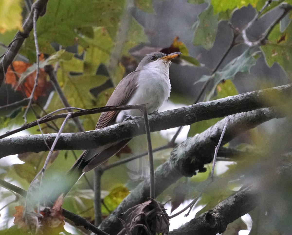 Yellow-billed Cuckoo - ML642718387