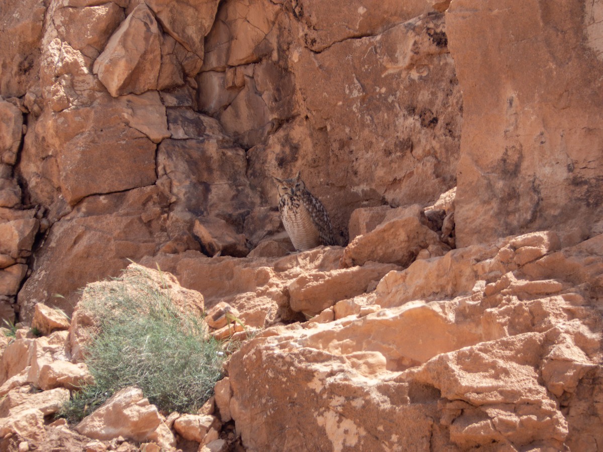 Pharaoh Eagle-Owl - ML642718389