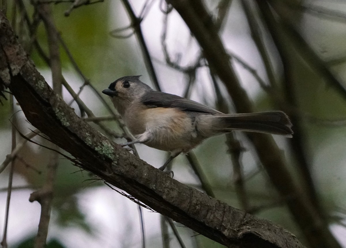 Tufted Titmouse - ML642718409