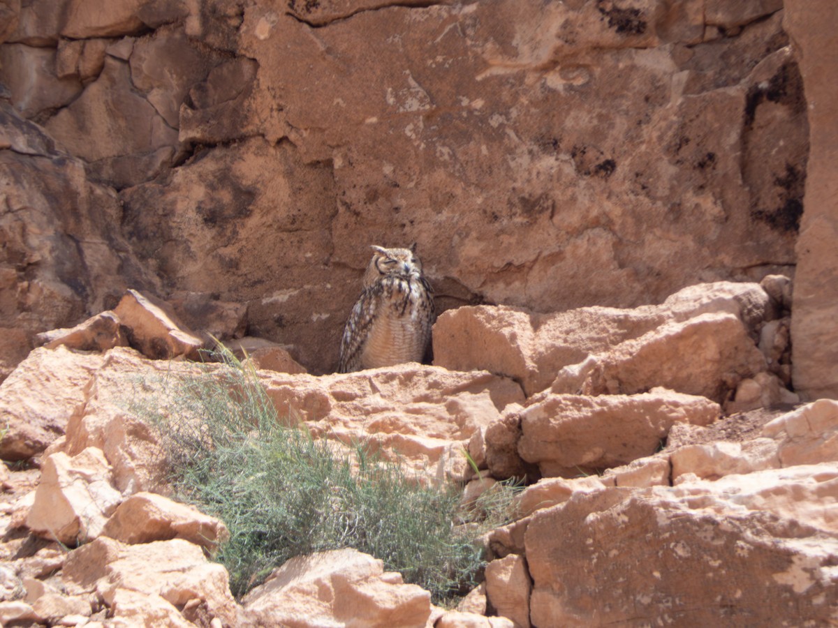 Pharaoh Eagle-Owl - ML642718410