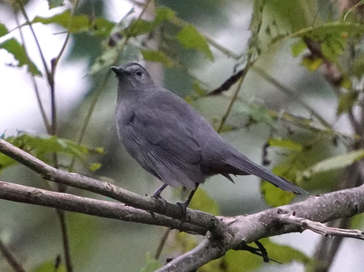 Gray Catbird - ML642718425