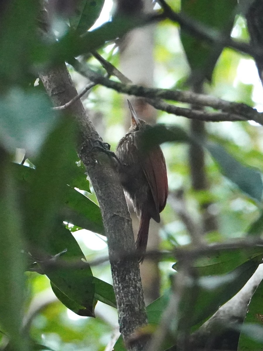 Straight-billed Woodcreeper - ML642718427