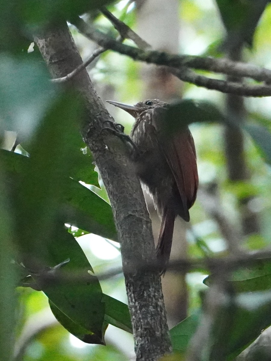 Straight-billed Woodcreeper - ML642718432