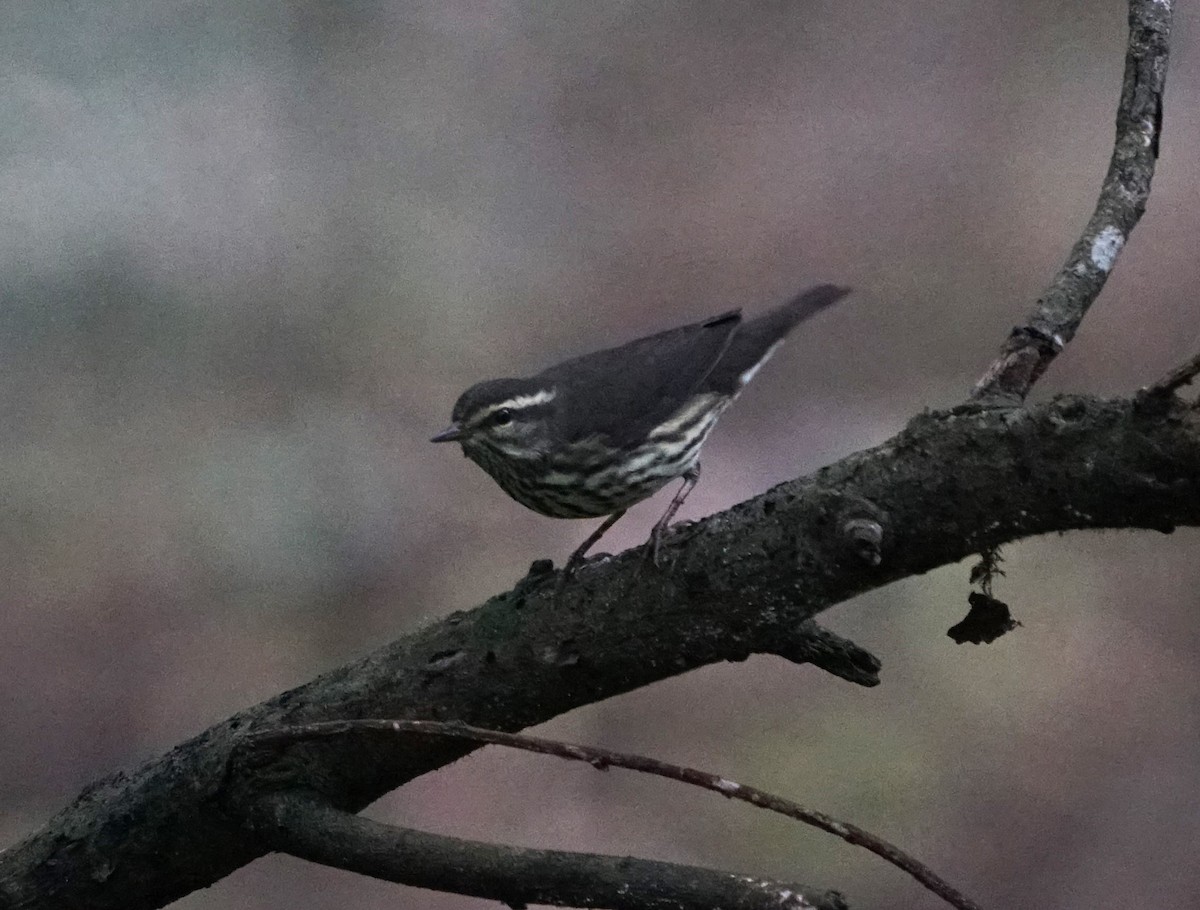Northern Waterthrush - ML642718433