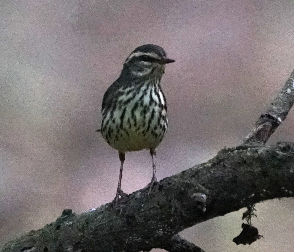 Northern Waterthrush - ML642718435