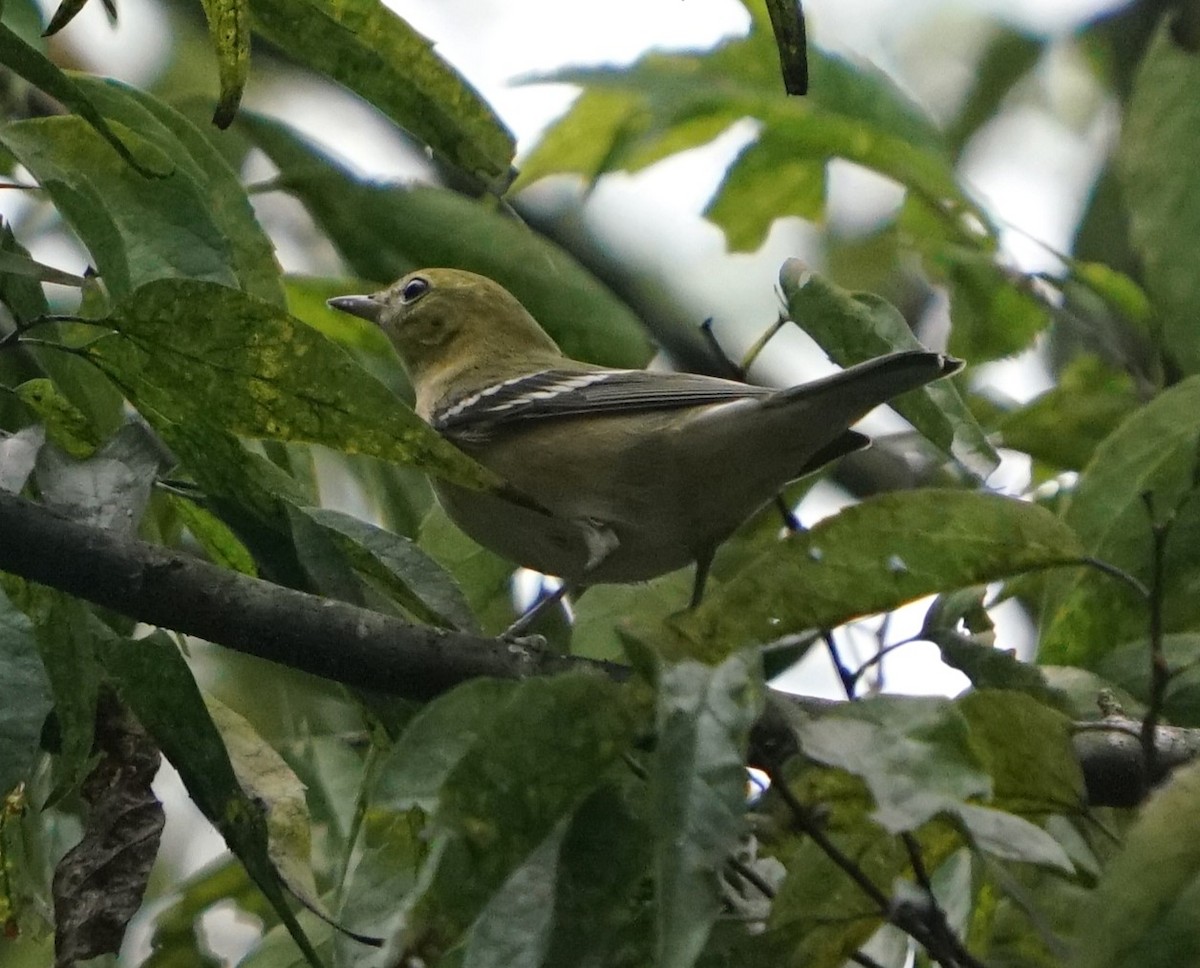 Bay-breasted Warbler - ML642718443