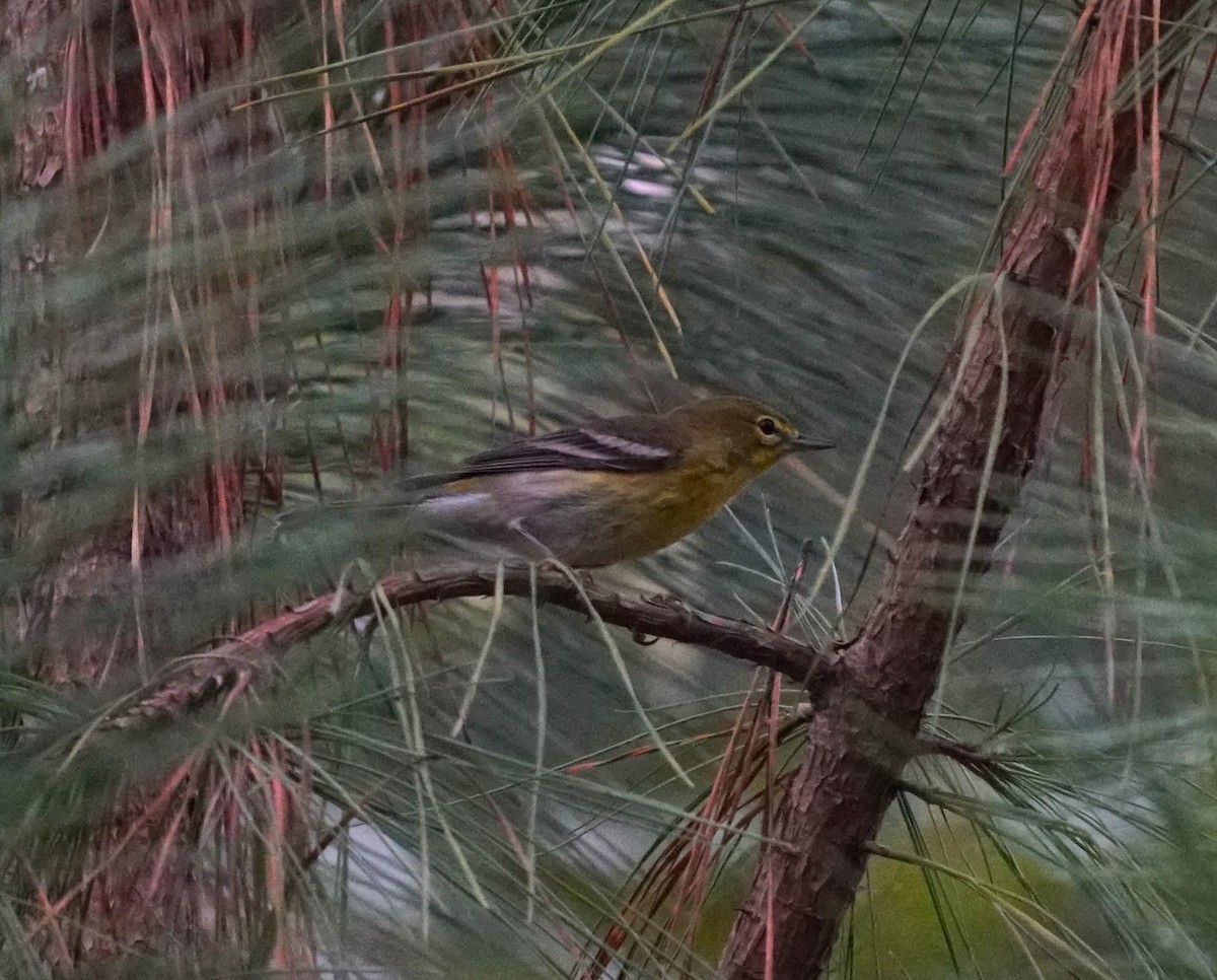Pine Warbler - ML642718465