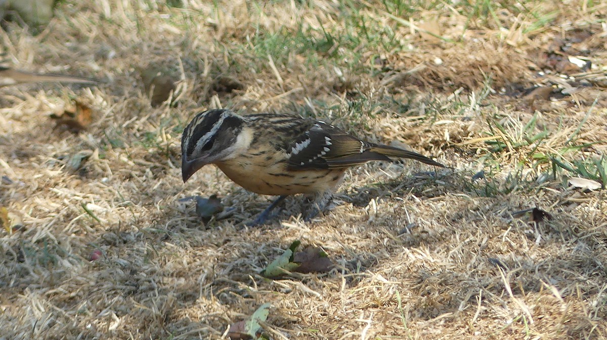 svarthodetykknebb - ML642718466