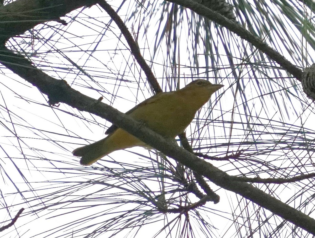 Summer Tanager - ML642718473
