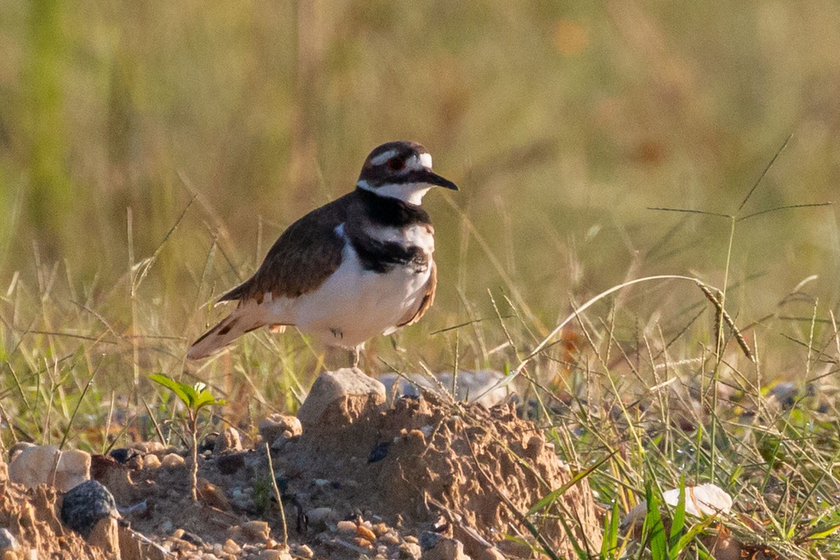 Killdeer - ML642718484