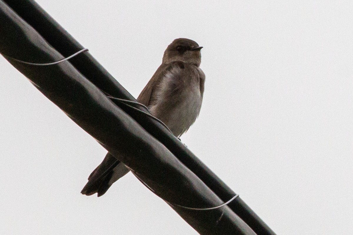 Northern Rough-winged Swallow - ML642718494