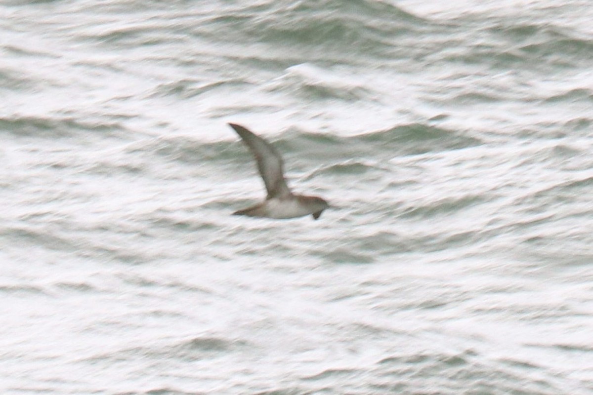 Balearic Shearwater - ML642718499