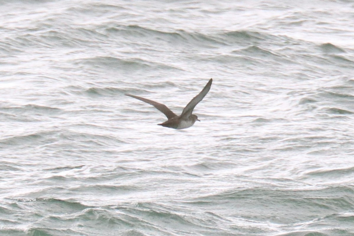 Balearic Shearwater - ML642718500