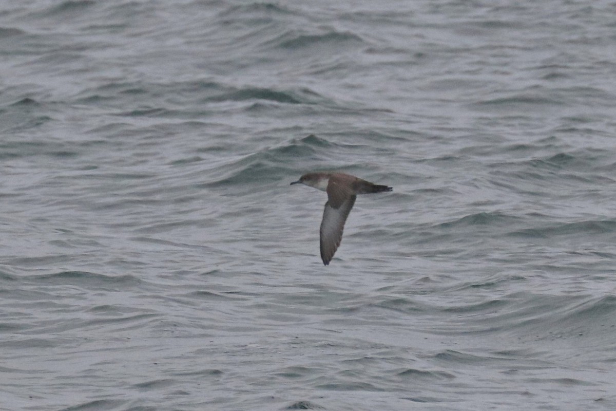 Balearic Shearwater - ML642718502